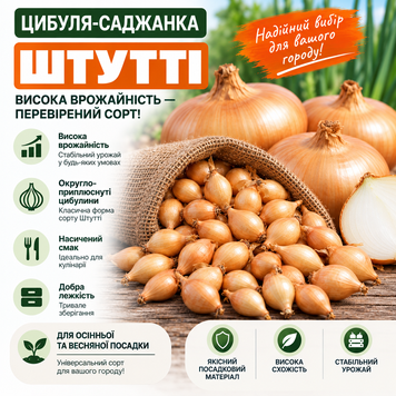 Цибуля - сіянка (саджанка) Штутті 10/21 shtutti фото