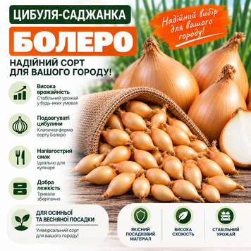 Цибуля - сіянка (саджанка) Болеро 91223 фото
