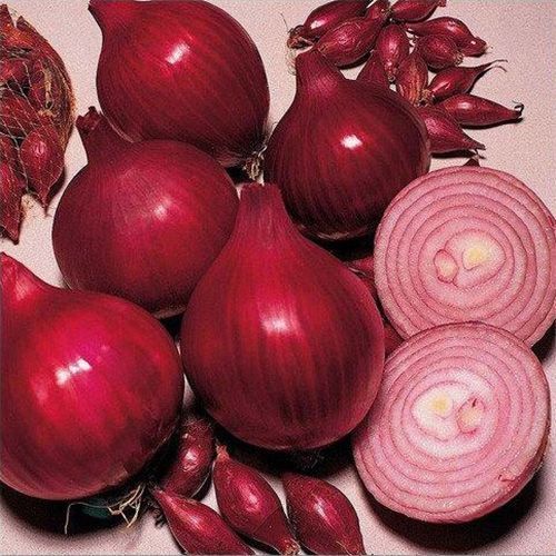 Цибуля - сіянка (саджанка) Ред Барон 0,5кг 13344 фото