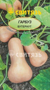 Насіння гарбуз "Бутернут", 15нас (шт.) harbuz-12 фото