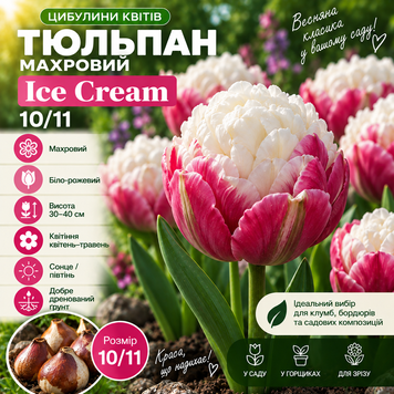 Тюльпан махровий Ice Cream 10/11 00312 фото