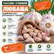 Часник озимий Любаша 00327 фото 1