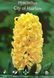 Гіацинт / Hyacinthus City of Haarlem Hyacinthus-2 фото 2