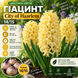 Гіацинт / Hyacinthus City of Haarlem Hyacinthus-2 фото 1