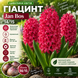 Гіацинт / Hyacinthus Jan Bos Hyacinthus-5 фото 1